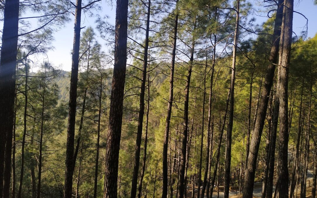 Govind National Park, Uttarakhand: A Himalayan Wonderland