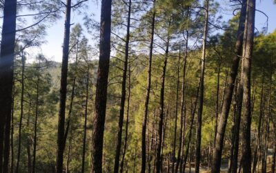 Govind National Park, Uttarakhand: A Himalayan Wonderland