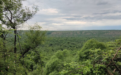 Madhav National Park: Where Wilderness Thrives