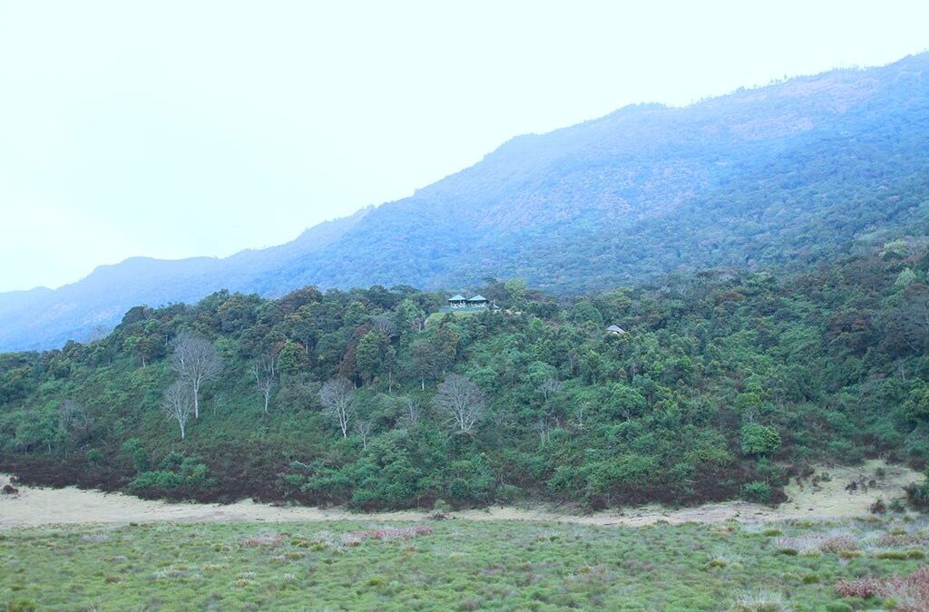 Pampadum Shola National Park, Kerala: Where Nature’s Symphony Thrives in the Clouds