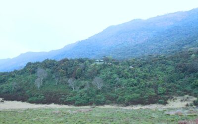 Pampadum Shola National Park, Kerala: Where Nature’s Symphony Thrives in the Clouds