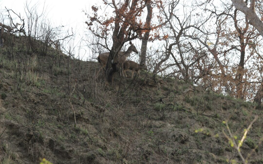 Bandhavgarh National Park: The Crown Jewel of Madhya Pradesh