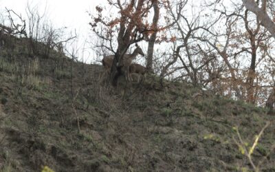 Bandhavgarh National Park: The Crown Jewel of Madhya Pradesh