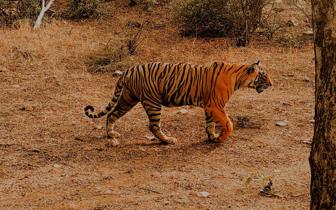 Betla National Park, Jharkhand: Where Wilderness Beckons in the Heart of India