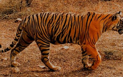 Betla National Park, Jharkhand: Where Wilderness Beckons in the Heart of India