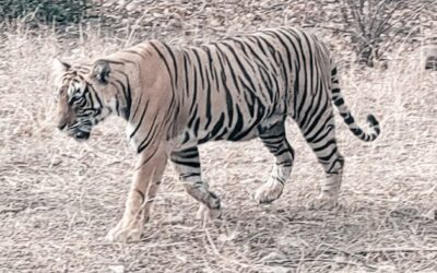 Dudhwa National Park, Uttar Pradesh: Where Wilderness Thrives