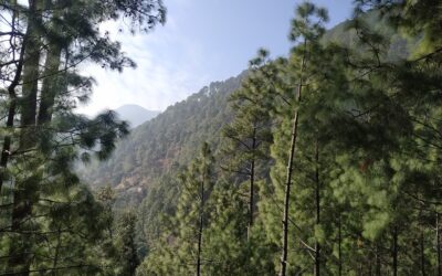 Pin Valley National Park, Himachal Pradesh: A Tapestry of Trans-Himalayan Biodiversity