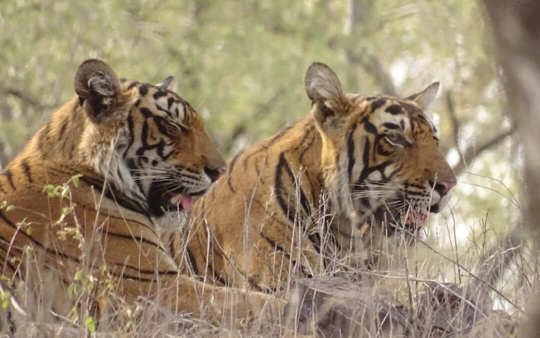 Ranthambhore National Park: Where Tigers Roam in Royal Splendor