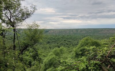 Mukundra Hills National Park, Rajasthan: Where Wilderness Flourishes in the Aravalli Range