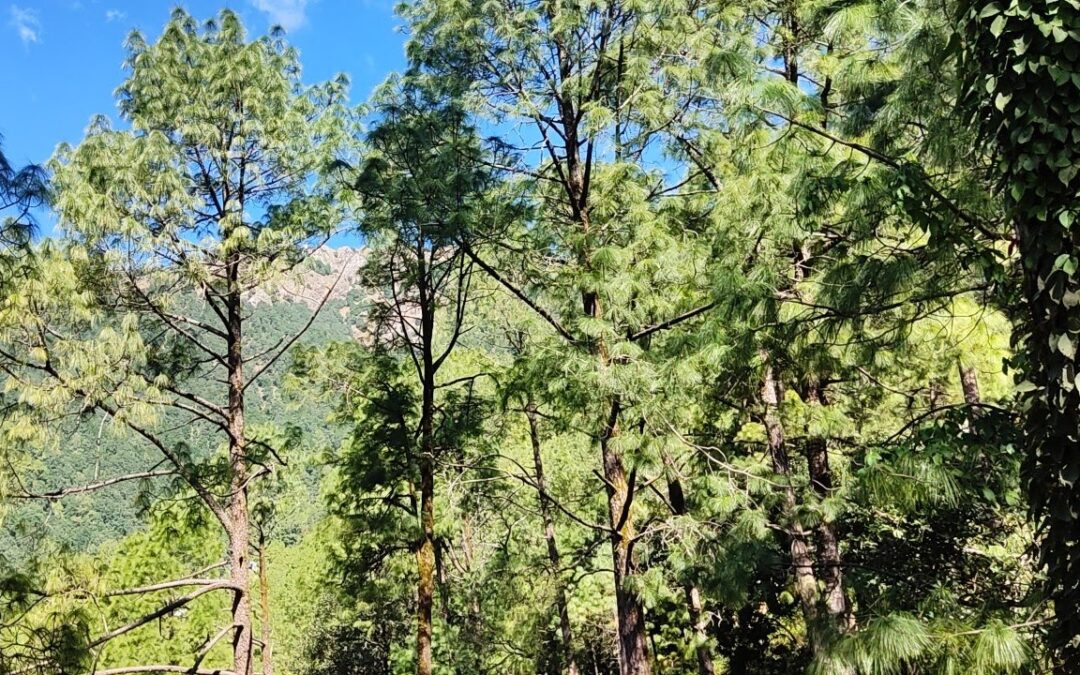 Nanda Devi National Park, Uttarakhand: A Himalayan Wilderness Unveiled