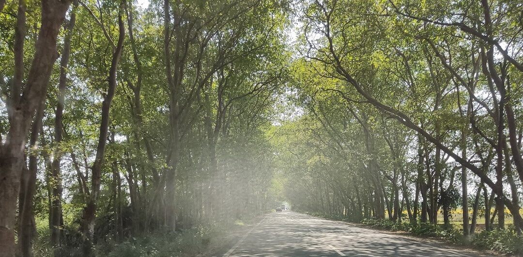 Rajaji National Park: Where Wilderness Thrives