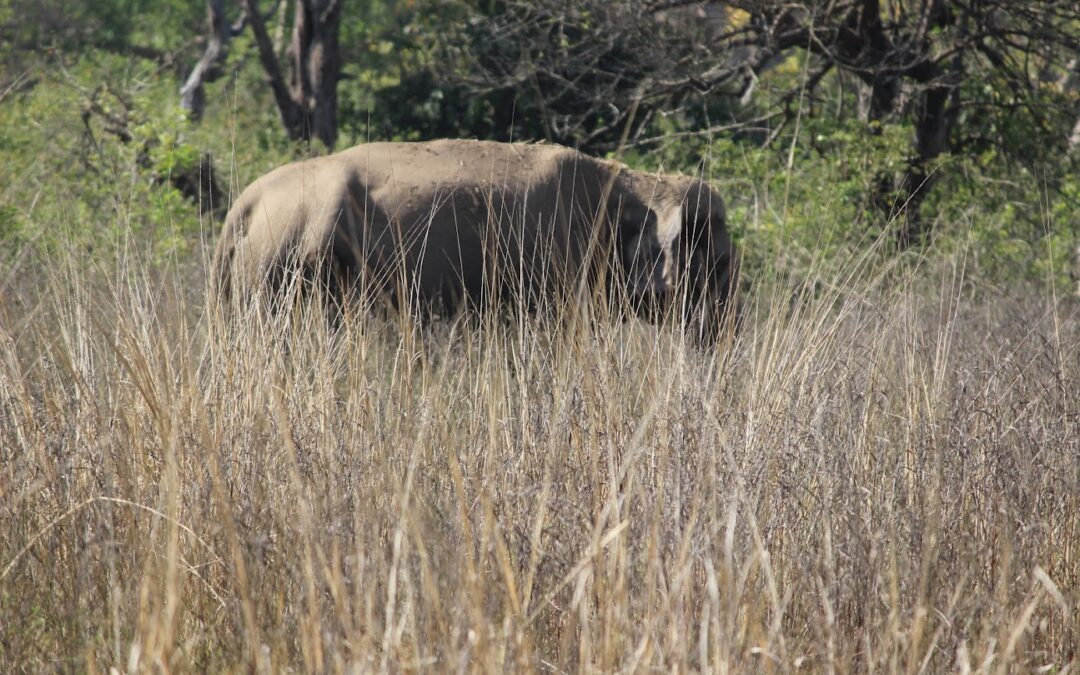 Jim Corbett National Park: Where the Wild Roam Free