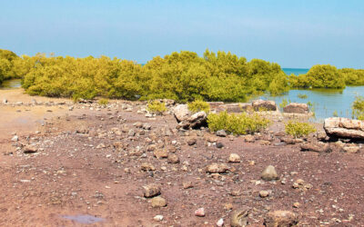 Marine National Park, Gujarat: A Marine Wonderland in Western India
