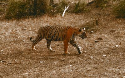 Pench National Park, Madhya Pradesh: Where the Jungle Comes Alive