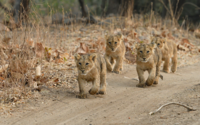 Gir National Park: The Kingdom of the Asiatic Lion