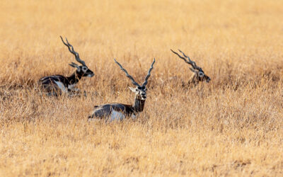 Blackbuck National Park, Gujarat: A Haven for India’s Antelope