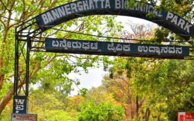 Bannerghatta National Park: Nature’s Sanctuary in Karnataka