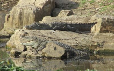 Van Vihar National Park, Madhya Pradesh: Urban Oasis of Wildlife