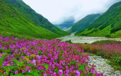 Valley of Flowers National Park, Uttarakhand: Nature’s Canvas Unfurled