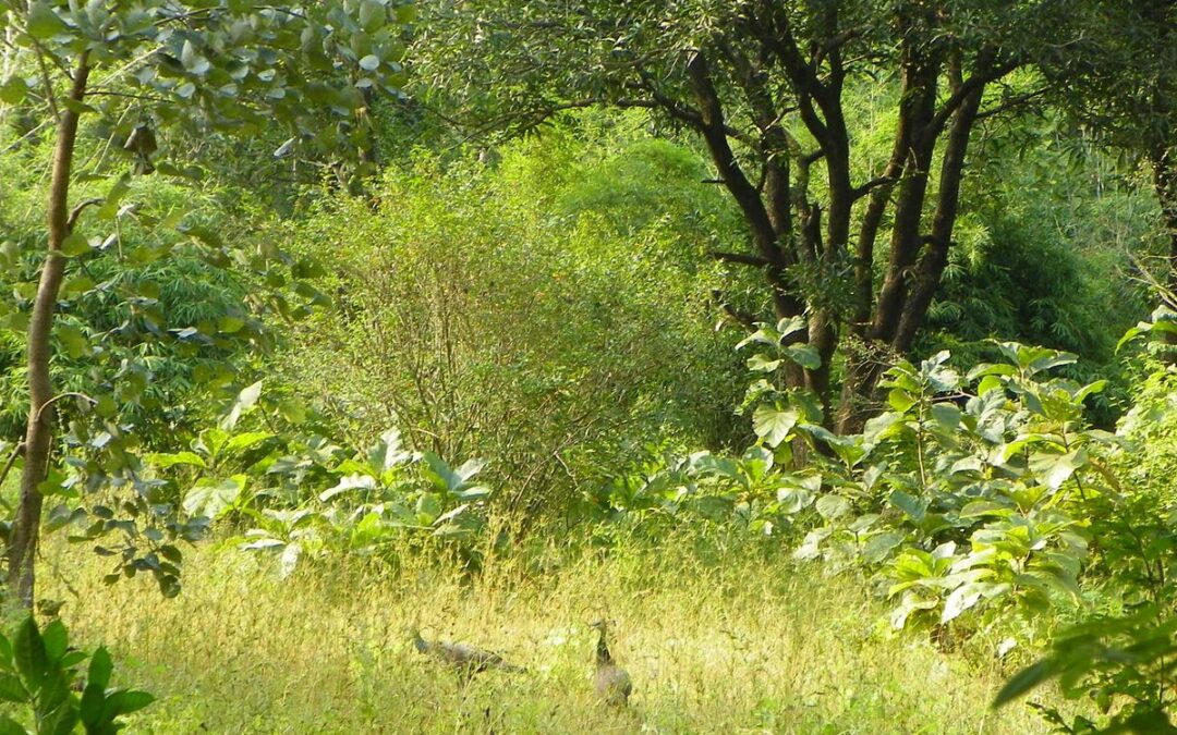 Gugamal National Park: Maharashtra’s Hidden Wilderness