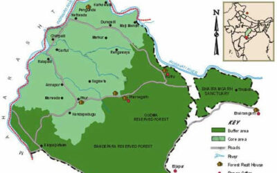 Indravati National Park, Chhattisgarh: A Wilderness Gem in Central India