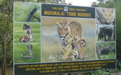 Mudumalai National Park, Tamil Nadu: A Haven for Wildlife Enthusiasts