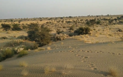 Desert National Park, Rajasthan: Where Sand Dunes and Wildlife Unite