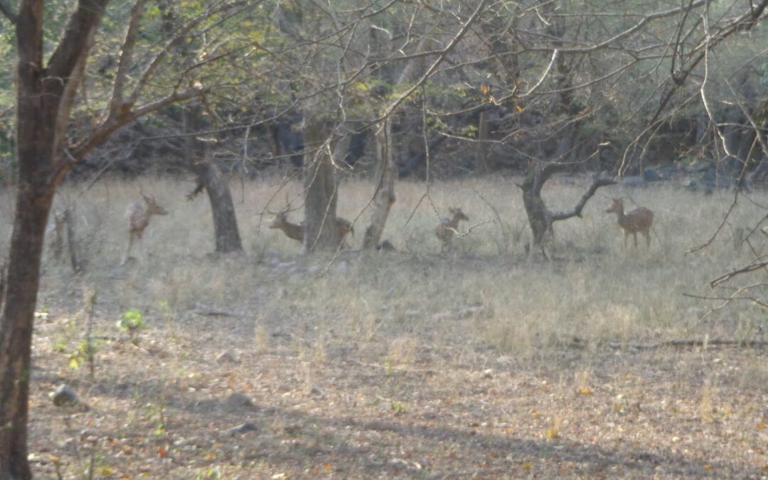 Sanjay National Park, Madhya Pradesh: A Verdant Haven in Central India