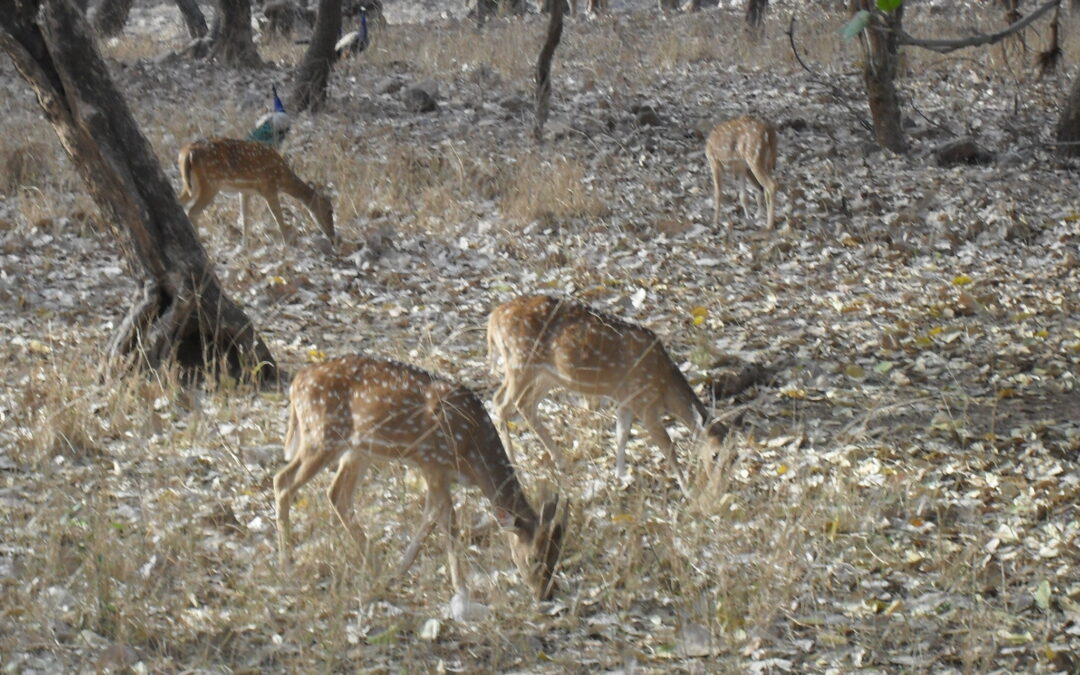 Satpura National Park, Madhya Pradesh: Exploring the Heart of India’s Wilderness