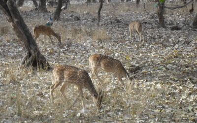 Satpura National Park, Madhya Pradesh: Exploring the Heart of India’s Wilderness