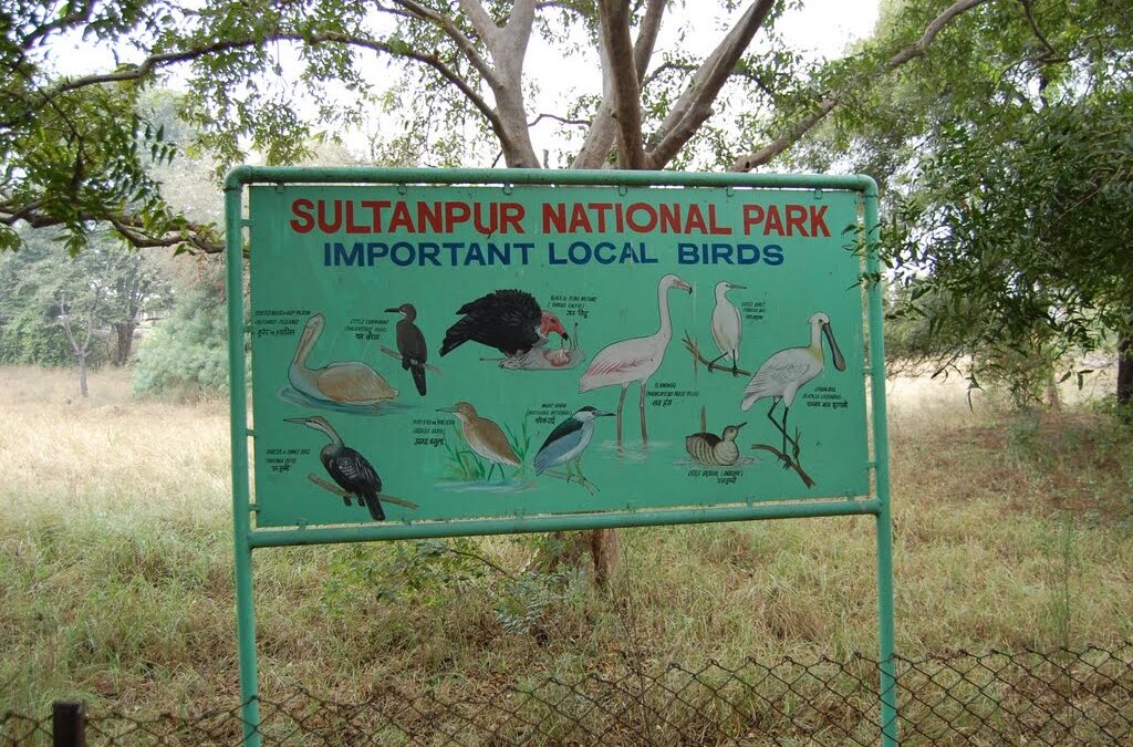 Sultanpur National Park, Haryana: A Birdwatcher’s Paradise in the Heart of Haryana