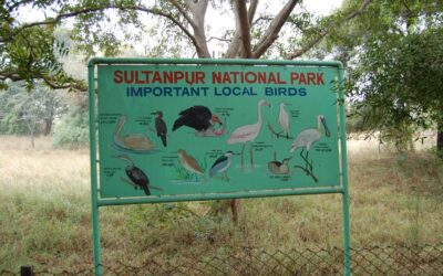 Sultanpur National Park, Haryana: A Birdwatcher’s Paradise in the Heart of Haryana