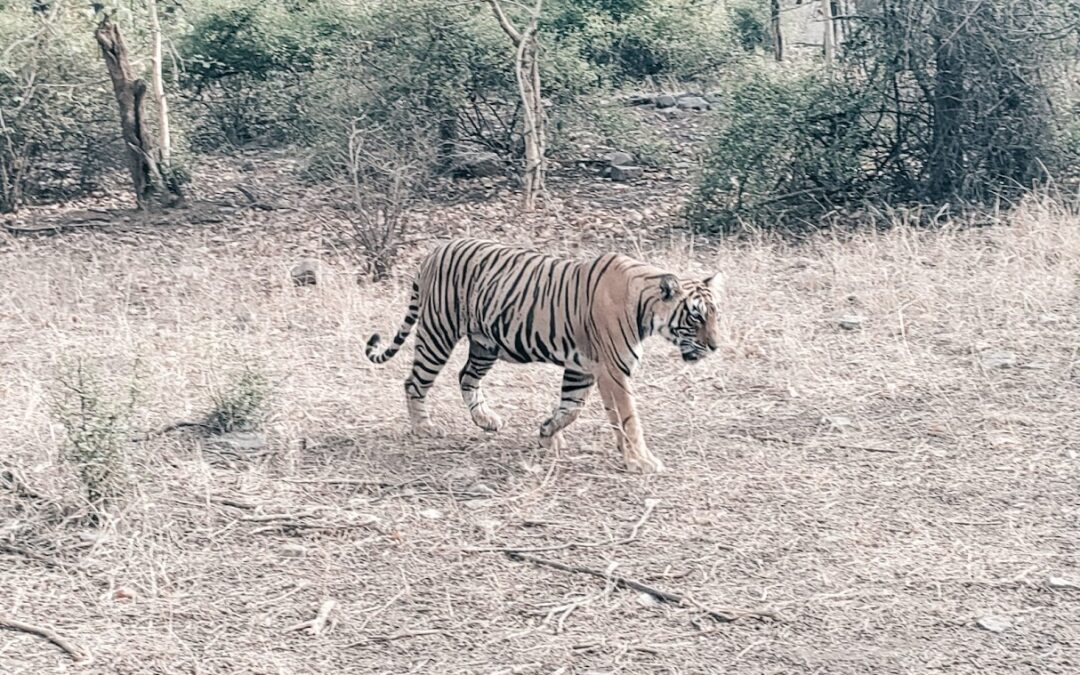 Panna National Park, Madhya Pradesh: Where Wilderness Unfolds