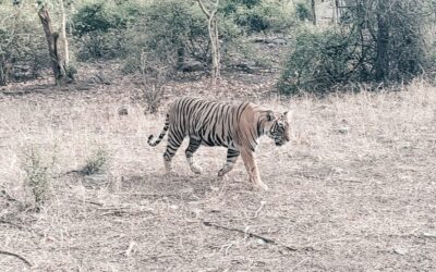 Panna National Park, Madhya Pradesh: Where Wilderness Unfolds