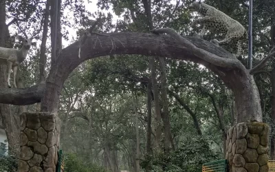 Simbalbara National Park, Himachal Pradesh: Where Nature Flourishes in Tranquil Solitude