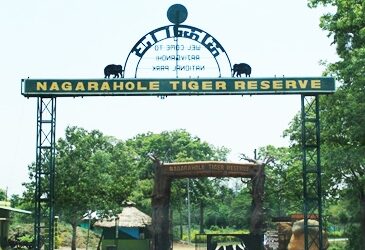Nagarhole (Rajiv Gandhi) National Park, Karnataka: A Symphony of Wildlife in the Southern Ghats